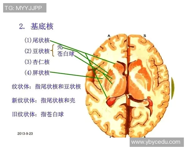 乒乓球男子与女子竞技差异探讨及其对运动发展的影响分析